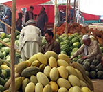 حاصل میوه در ولایت نیمروز افزایش یافته است